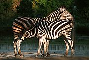 Zoo de Madrid, Zoo de Madrid, España